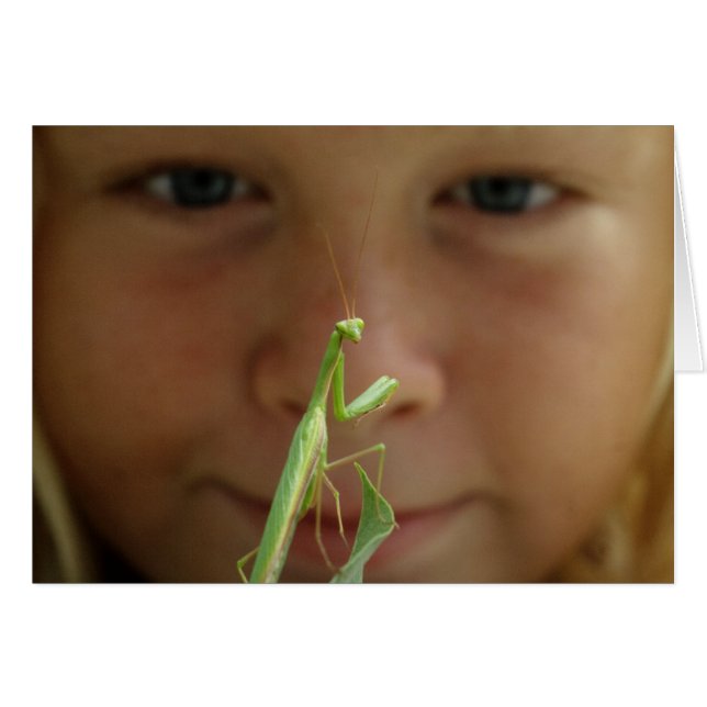 Mantis religiosa (Vorderseite (Horizontal))