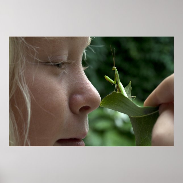 Mantis religiosa poster (Vorne)