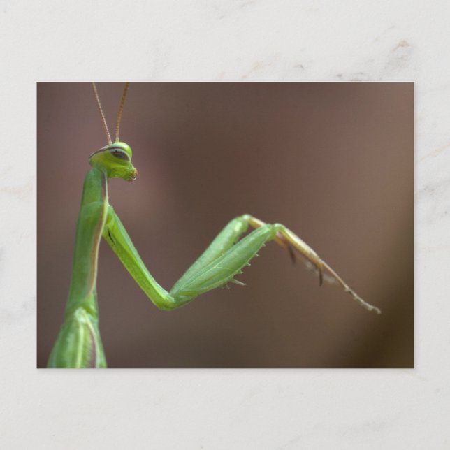 Mantis religiosa postkarte (Vorderseite)