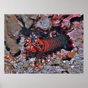 Mantis Shrimp Eyes auf Me Poster