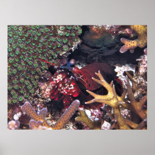 Mantis Shrimp im Koral Poster