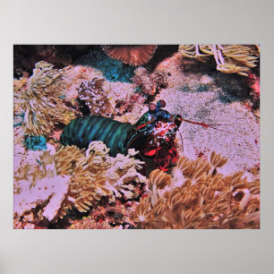 Mantis Shrimp im Koral Poster