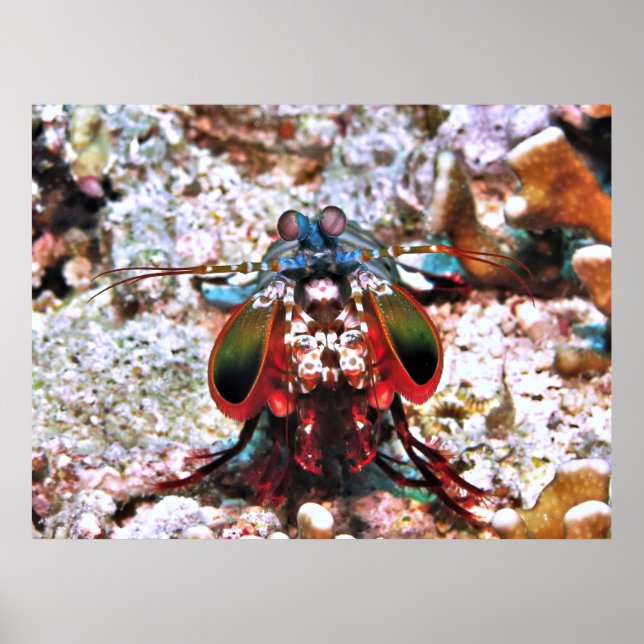 Mantis Shrimp Portrait Poster (Vorne)