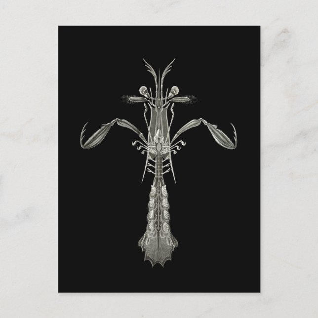 Mantis Shrimp Postkarte (Vorderseite)