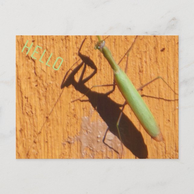 Mantis-Silhouette beten Postkarte (Vorderseite)