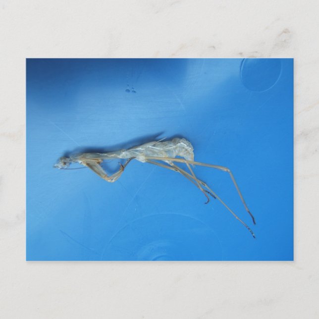 Mantis Skin ~ Postcard Postkarte (Vorderseite)