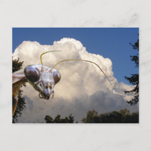 Mantis und Cloud ~ Postkarte