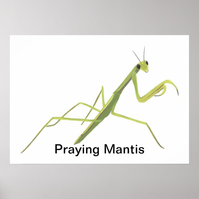 Mantis zum Malen von benutzerdefinierten Postern Poster (Vorne)