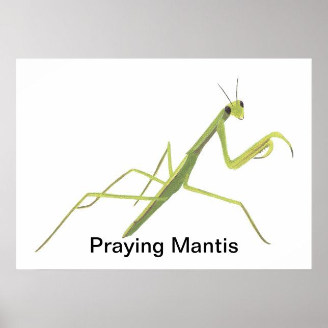 Mantis zum Malen von benutzerdefinierten Postern Poster (Vorne)