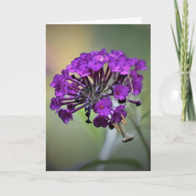 Mantis zum Prachen, Karte (Vorderseite)