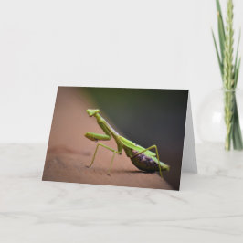 Mantis zum Prachen, Karte