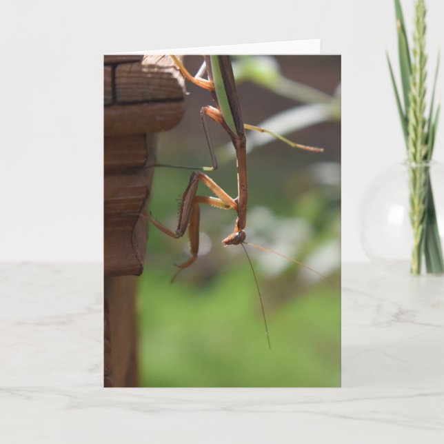 Mantis zum Prachen, Karte (Vorderseite)