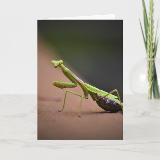 Mantis zum Prachen, Karte (Vorderseite)