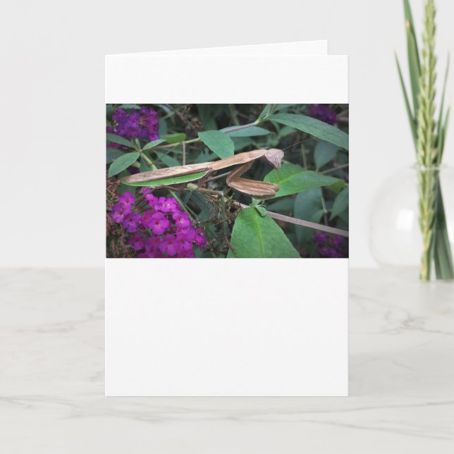 Mantis zum Prachen, Karte (Vorderseite)