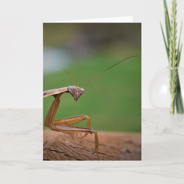 Mantis zum Prachen, Karte (Vorderseite)