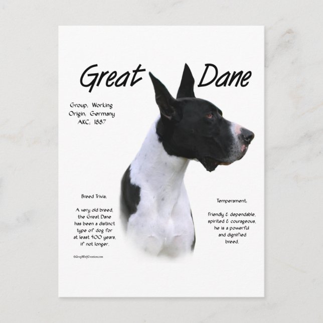 Mantle Great Dane Meet Breed Postkarte (Vorderseite)