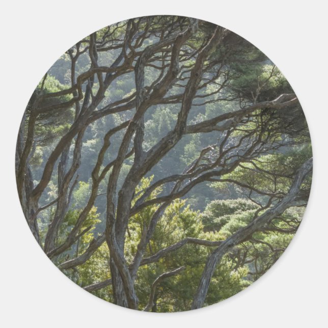 Manuka-Baumwald Neuseeland Runder Aufkleber (Vorderseite)