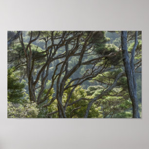 Manuka Tree Forest Neuseeland Poster