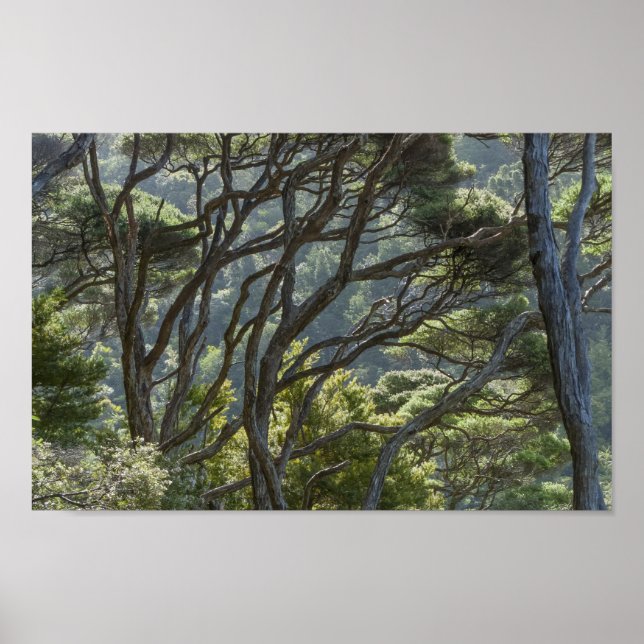 Manuka Tree Forest Neuseeland Poster (Vorne)