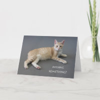 Manx Cat Birthday Card nach Fokus für eine Sache