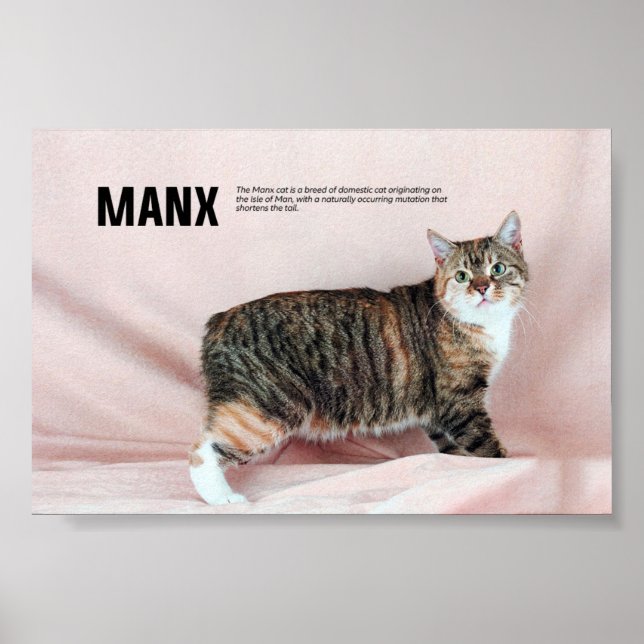 Manx Cat Breed Poster (Vorne)