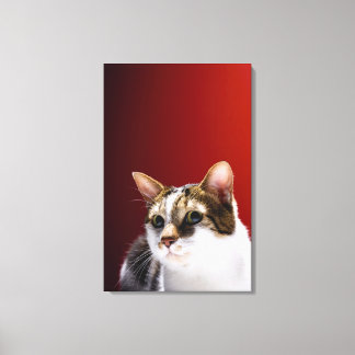 Manx Cat Leinwanddruck