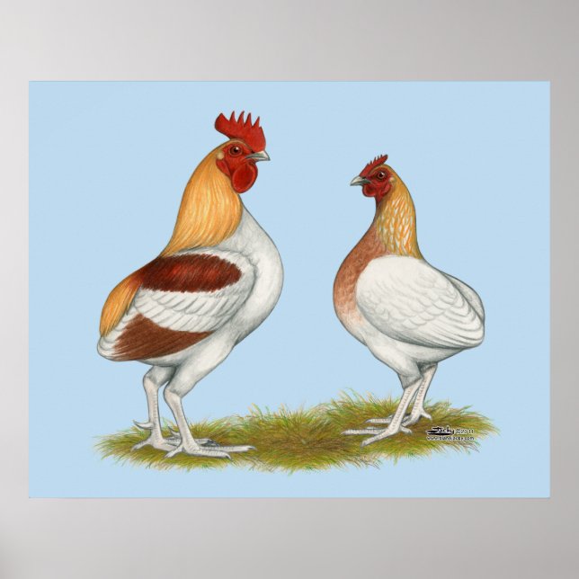 Manx Rumpies Poster (Vorne)