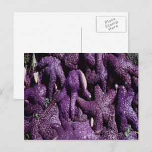Many Purple Starfish Postcard Postkarte