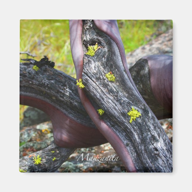 Manzanita Magnet (Vorne)