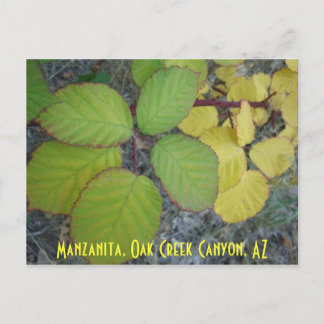 Manzanita, Oak Creek Canyon, AZ Postkarte
