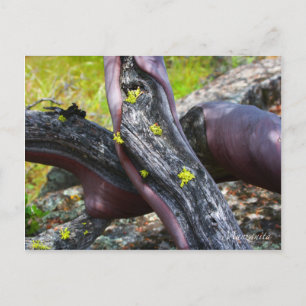 Manzanita Postcard Postkarte