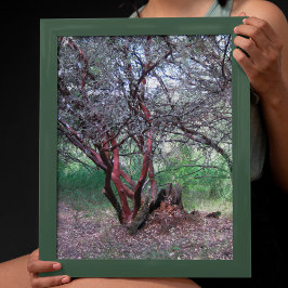 Manzanita Tree Poster
