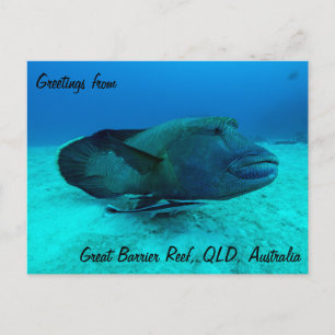 Maori Wrasse auf der Postkarte des Großen Barrier 