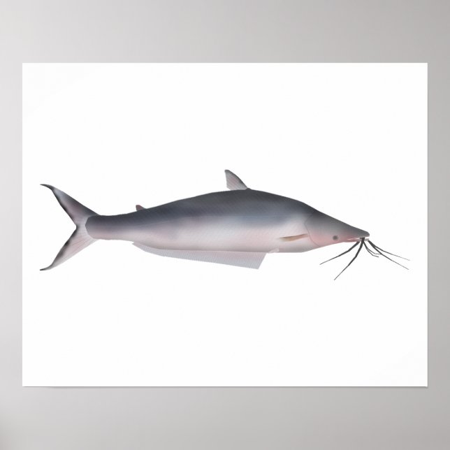 Mapará Poster (Vorne)