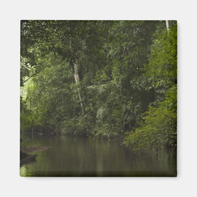 Mapari River, Mapari Rupununi, Guyana. Magnet (Vorne)