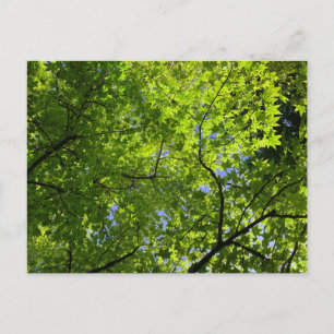 Maple in Summer Postkarte