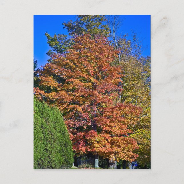 Maple Tree Vermont Fall Postkarte (Vorderseite)