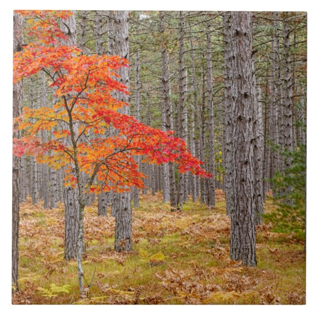 Maple Tree with Autumn Colors Fliese (Vorderseite)