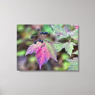 Mapleleaf Viburnum Herbstleaves und Berries Leinwanddruck