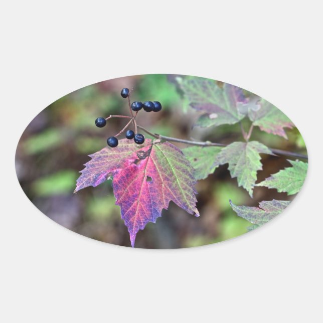 Mapleleaf Viburnum Herbstleaves und Berries Ovaler Aufkleber (Vorderseite)