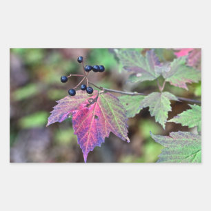 Mapleleaf Viburnum Herbstleaves und Berries Rechteckiger Aufkleber