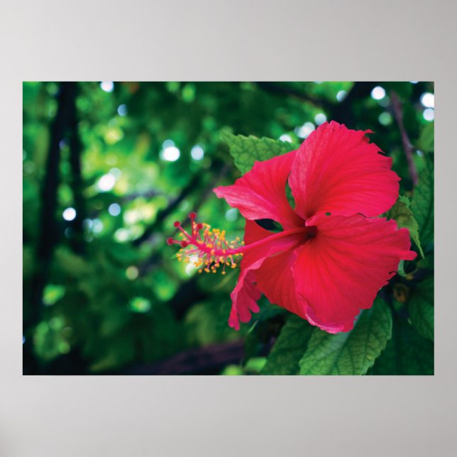 Mar Pacifico Blume 28" x 20" Poster (Vorne)