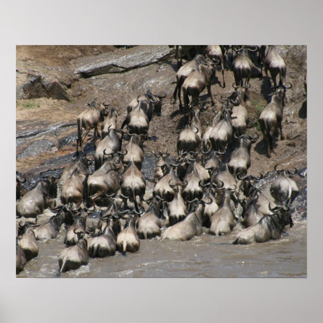 Mara Wildbeest Poster (Vorne)