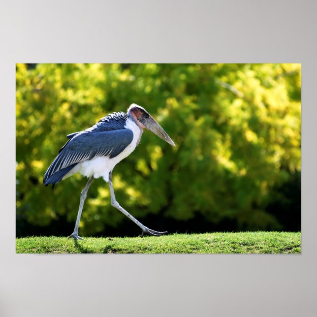 Marabou-Storch auf Gras Poster (Vorne)