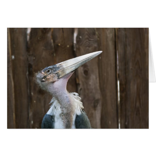 Marabou Stork (Vorderseite (Horizontal))