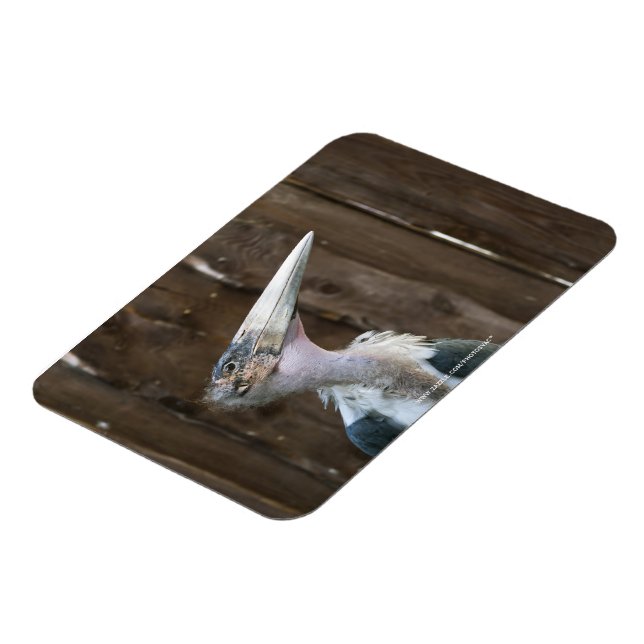 Marabou Stork Magnet (Linke Seite)