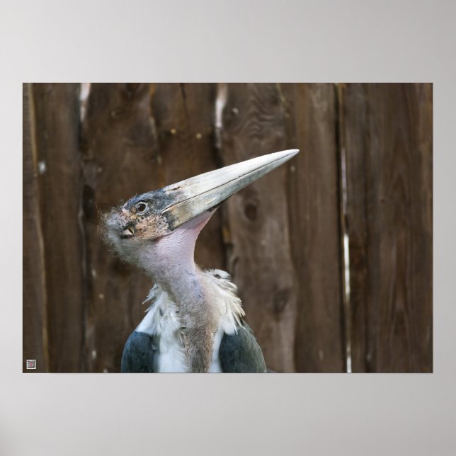 Marabou Stork Poster (Vorne)