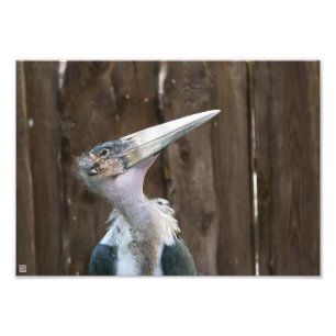 Marabu-Storch Fotodruck