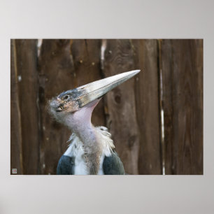 Marabu-Storch Poster