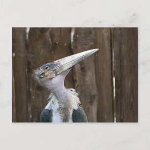 Marabu-Storch Postkarte
